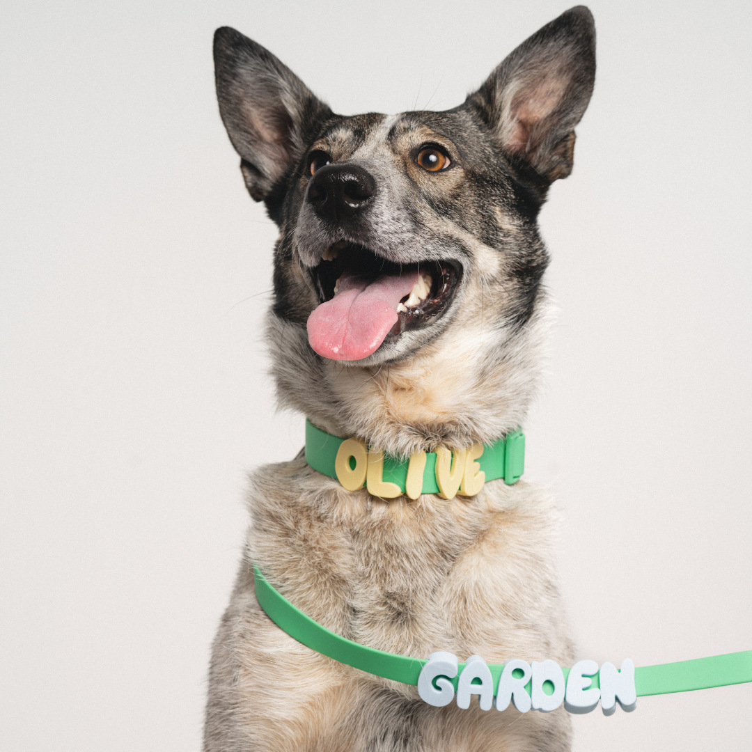 Customizable silicone alphabet dog leash with cartoon design