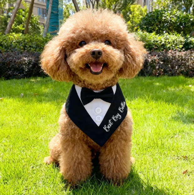 Personalized embroidery cross-border suit pet drool scarf dog scarf Velcro pet triangle scarf